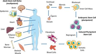 Frontiers Stem Cell Mechanobiology and the Role of Biomaterials